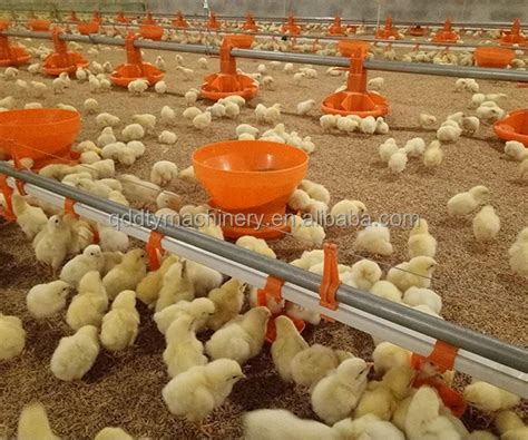 Buy Other Animal Husbandry Equipment And Chicken Feeder Water Drinker ...