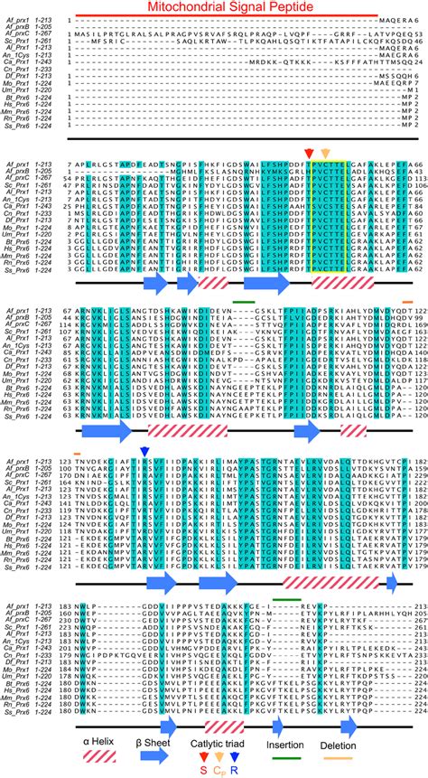 Sequence Alignment Of Cys Prx From A Fumigatus Other Fungi And