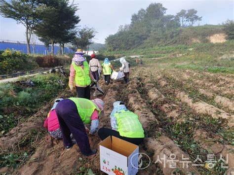 나눔 텃밭고구마 전달으로 전하는 이웃사랑 서울뉴스통신