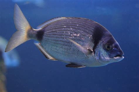 Two Banded Sea Bream Diplodus Vulgaris Stock Image Image Of