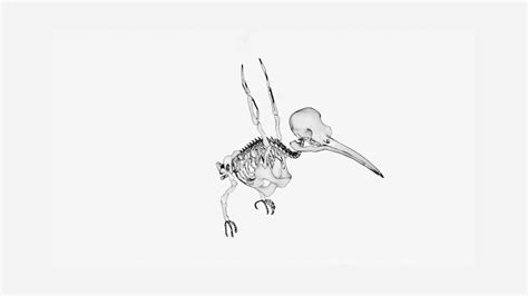 Hummingbird skeleton 3d model Low Poly - Team 3d Yard