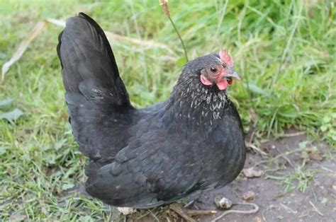 Bantam Chicken Breeds List | Benefits of Having Banty