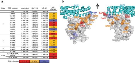 The Binding Affinity Between Antibody Escape Mutants And ACE2 A