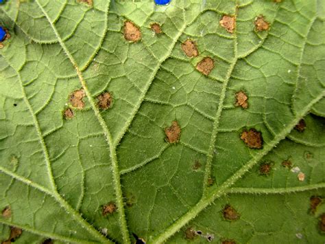 Melon Leaf Symptoms Cornell Vegetables