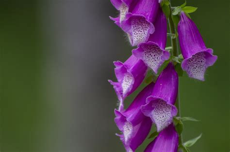 300+ Free Foxglove & Nature Images - Pixabay