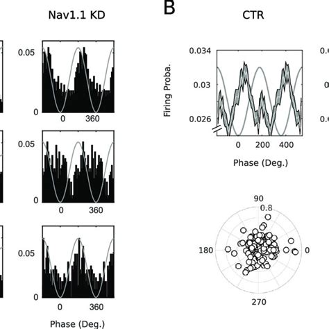 Pyramidal Cell Phase Locking A Phase Histogram Of Three