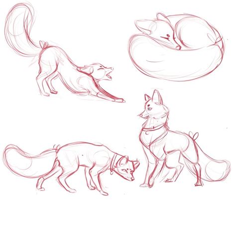 Three Types of Foxes Drawing