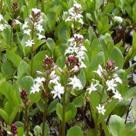 Bog Bean Shallow Water Plant - Chalily Ponds & Gardens