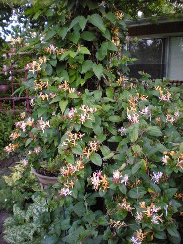 Lonicera Japonica Purpurea Lonicera Japonica Repens Purpurea