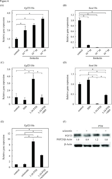 The Regulation Of Fibroblast Growth Factor 23 Fgf23 By The