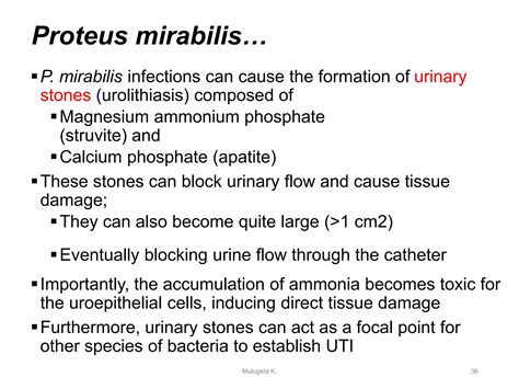 Explain brief anatomical structure and function of renal system Discuss