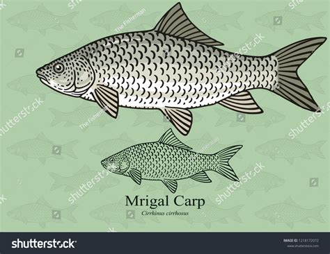 Mrigal Fish