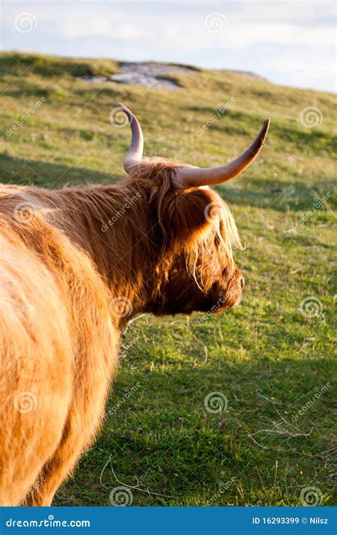 Furry Galloway Cow With Horns Stock Image - Image of highlands, brown ...