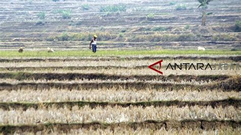 Sejumlah Petani Hortikultura Di Morotai Mengaku Tidak Pernah