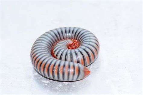 Millipede Stock Photos, Images and Backgrounds for Free Download