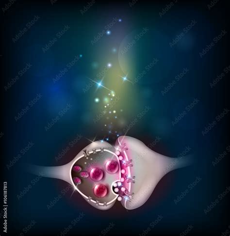 synapse detailed anatomy stock vector adobe stock