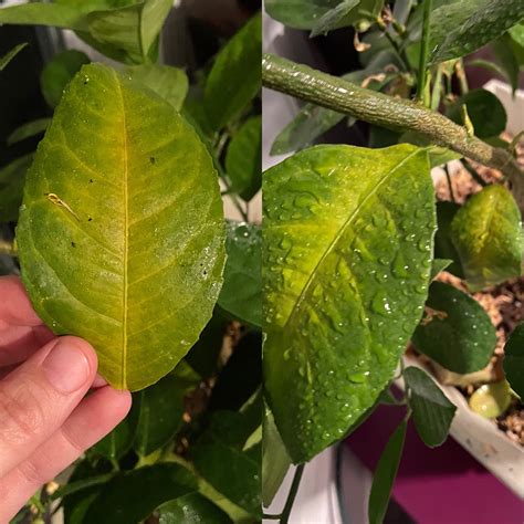 Help Me With My Meyer Lemon Tree Leaves Turning Yellow And Falling Off