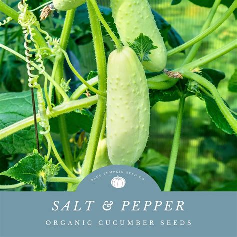 Organic Salt And Pepper Cucumber Seeds White Cucumber Seeds Organic