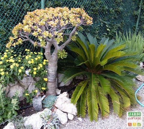 There Is A Small Tree In The Middle Of Some Rocks And Plants Near A Fence