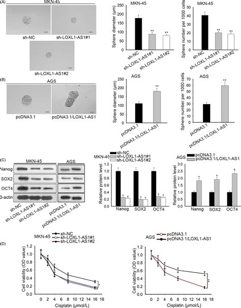 Loxl1‐as1 Promoted The Maintenance Of Csc Characteristics In Gastric