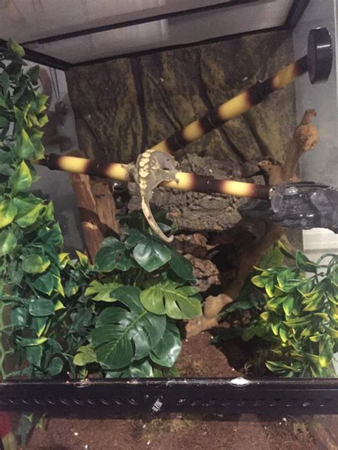 Good Crested Gecko Setup The Cage Is A 18x18x24 And Houses One Crested