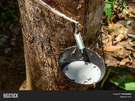 natural rubber latex image photo  trial bigstock