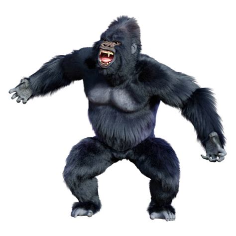 Angry Silverback Gorilla Fighting