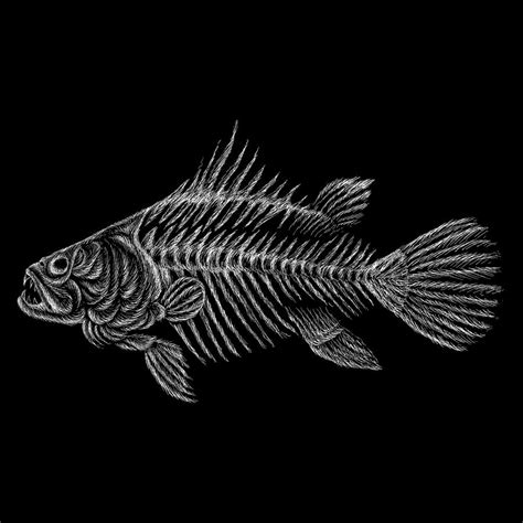 fish bones pictures  timothy mears blog