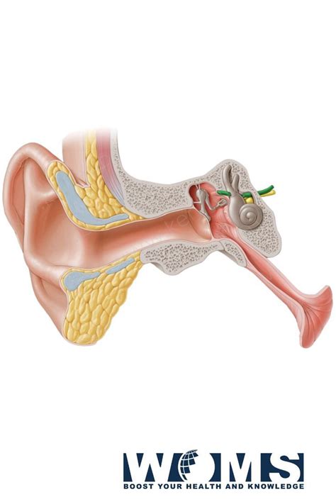 The Smallest Muscle in the Body: Stapedius Muscle | Muscle body, Muscle ...