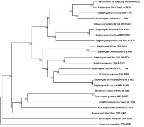 Genome Based Phylogenetic Tree Of Streptomyces Sp Strain 196