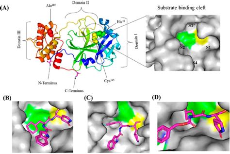 A Surface Image Of The Substrate Binding Cleft And The Crystal