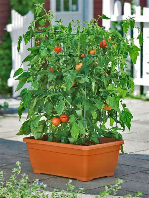 How to Start Your Tomato Container Garden