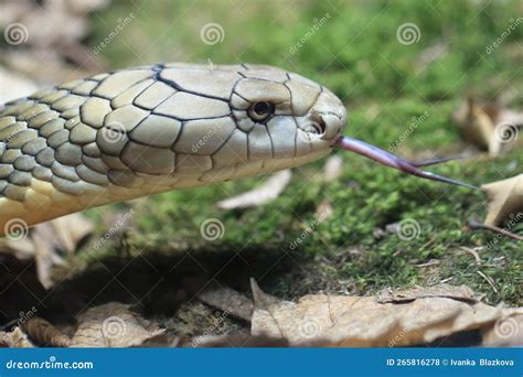 Hissing king cobra stock photo. Image of hissing, cobra - 265816278