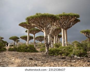 Dragon Blood Tree Socotra Island Stock Photo 2312538637 | Shutterstock