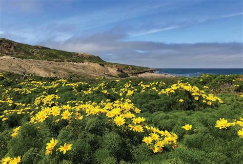 Biodiversity Conservation on San Nicolas Island - Santa Barbara Botanic Garden