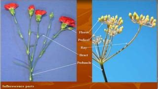 Inflorescence Types,cymose and racemose types,examples with Diagrams