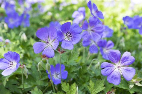 Cranesbills Group Of Flowers Geranium Rozanne In Bloom Stock Photo