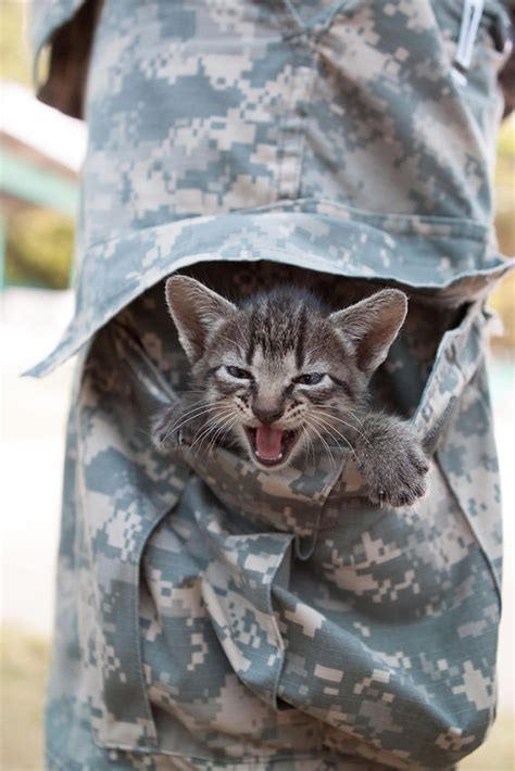 15 Soldiers And Cats Who Became Best Friends Overseas Bored Panda