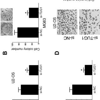 TUG1 Knockdown Inhibits Proliferation And Invasion In Osteosarcoma