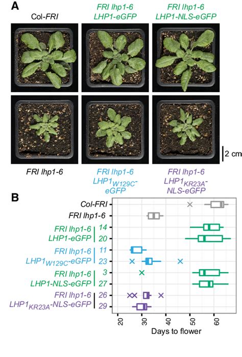 Phenotypes Of Plants Expressing RNA Binding KR23A Or Chromodomain