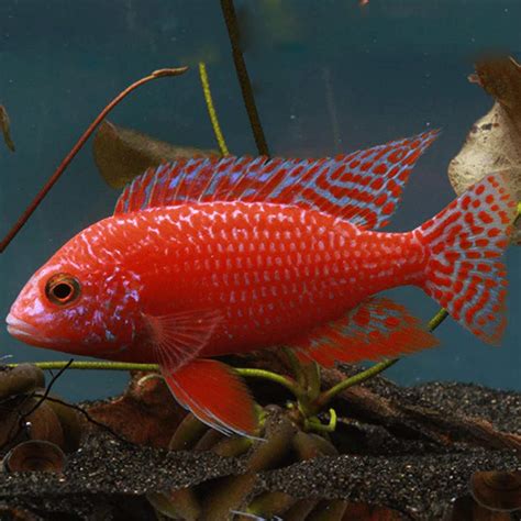 Dragon Blood Peacock Cichlid Cm Roxy Aquarium