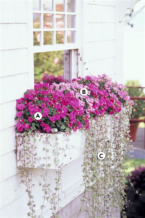 16 Pretty and Simple Combinations of Window Box Flowers for Shade ...