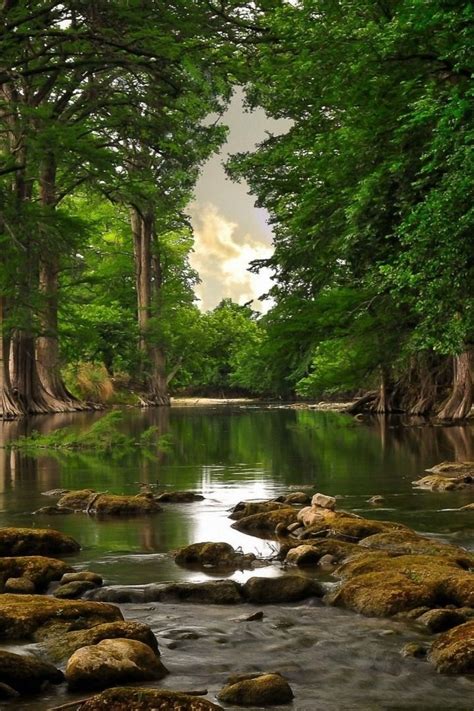 Nature Photo: River Running Through Lush Forest