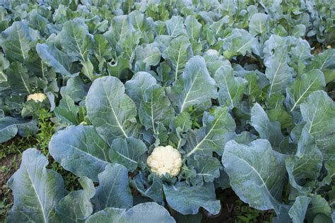 couve flor fresca o vegetal cru cresce em solo orgânico no jardim