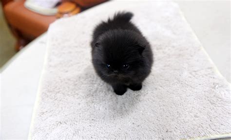 high quality teacup black pomeranian puppy - a photo on Flickriver