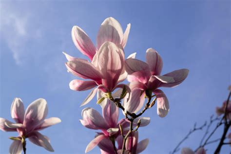 Nawożenie magnolii czym i kiedy to robić Poradnik ogrodnika