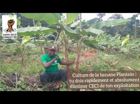 Culture De La Banane Plantain Tu Dois Rapidement Et Absolument Viter