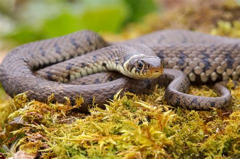 grass snake stock image  science photo library