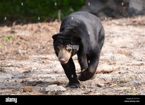 Malayan Sun Bear Walking Forward Stock Photo Alamy