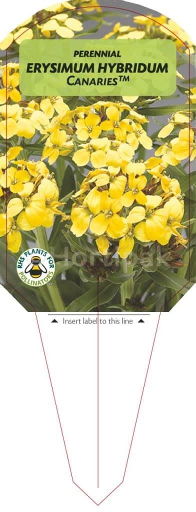 Erysimum Wallflower Hybridum Canaries Plant Labels Hortipak E Store